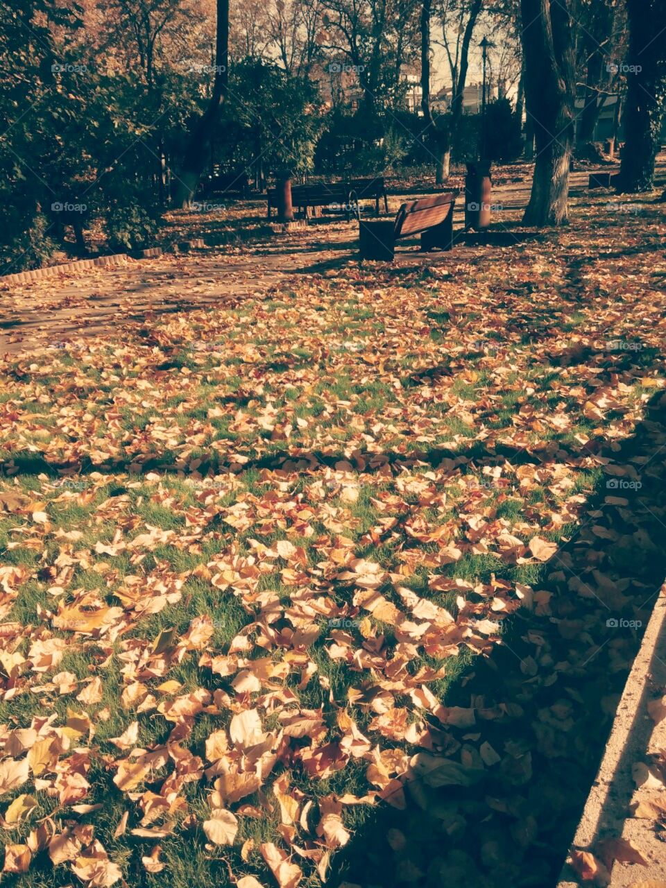 leaves in november