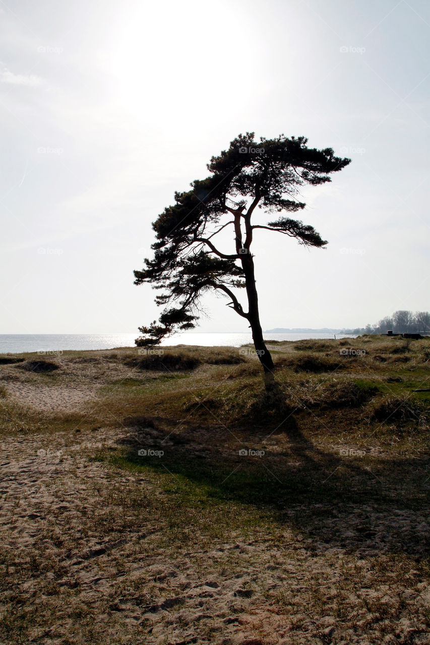 beach sweden summer tree by rudestar