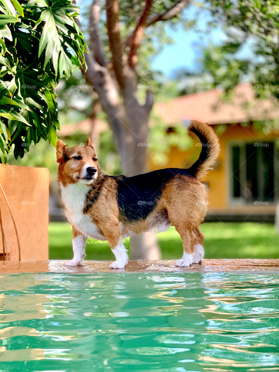 Dog by the pool. ♥️