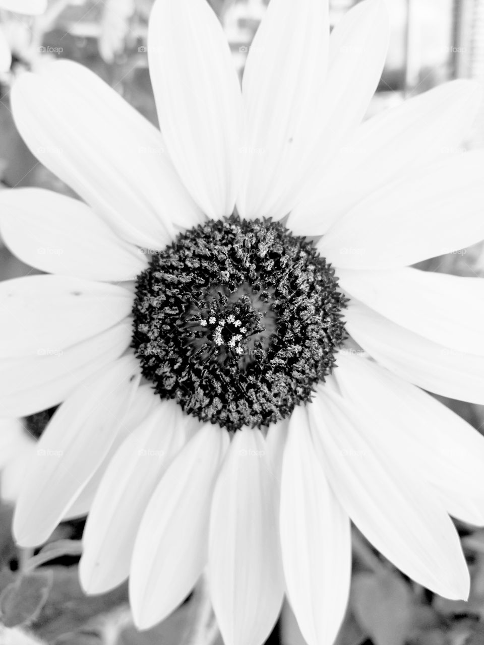 black white sunflower
