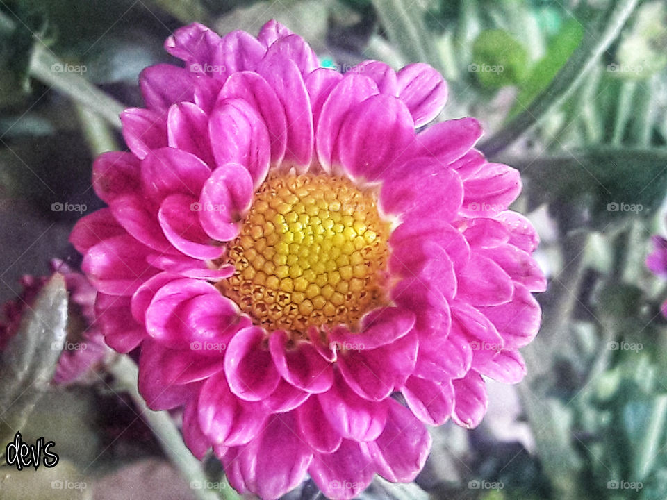 Flowers don’t worry about how they’re going to bloom. They just open up and turn toward the light and that makes them beautiful
— Jim Carrey