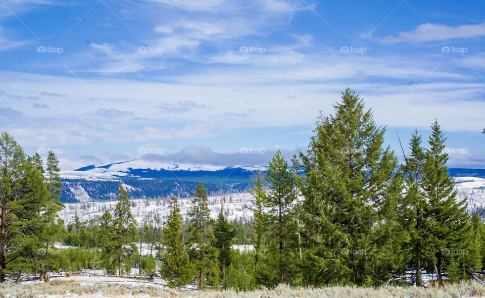 Yellowstone Snow Landscape 