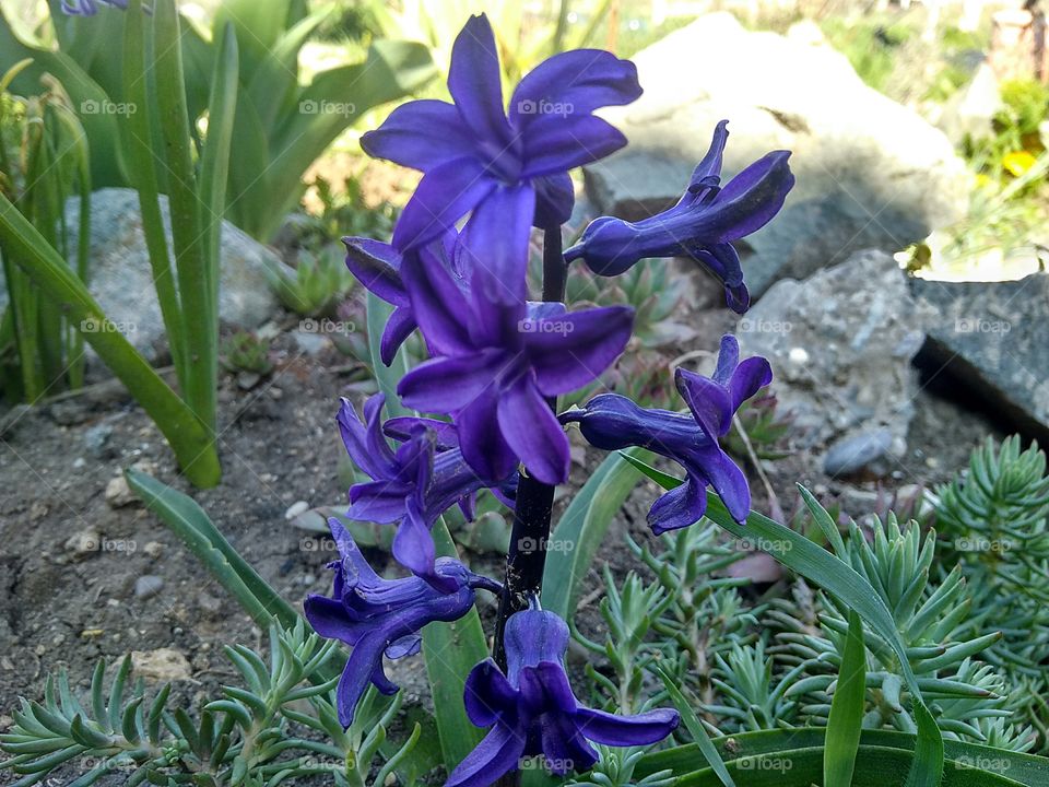 purple hyacinths in the spring garden