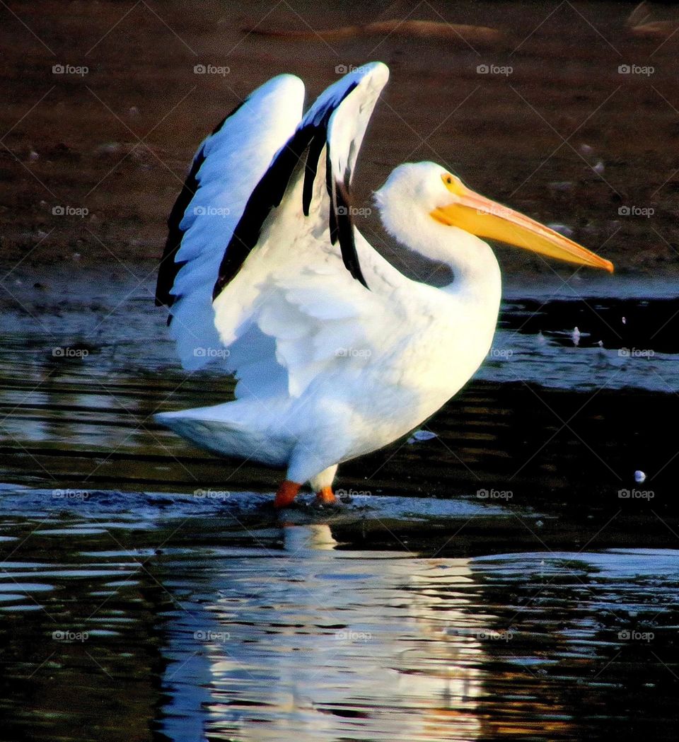 White Pelican Flapping Its Wings