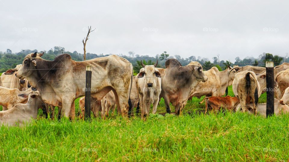 vaca gado animal roça rural