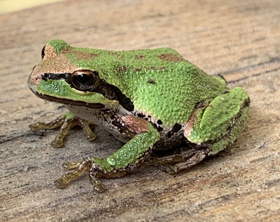 Tree frog