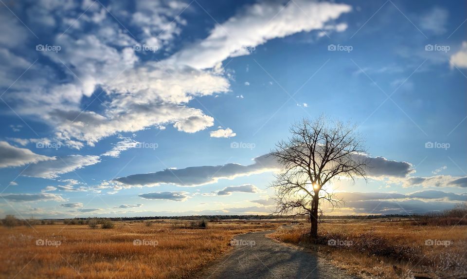 Lone tree near sunset at Cherry Creek State Park in Aurora Colorado. 
