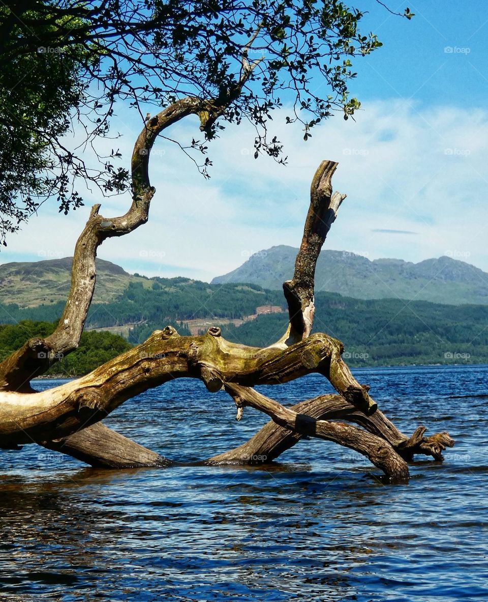 Fallen tree in the loch