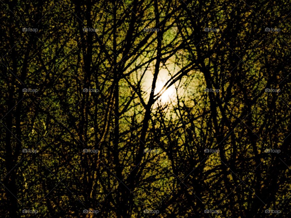 Moon lit trees 