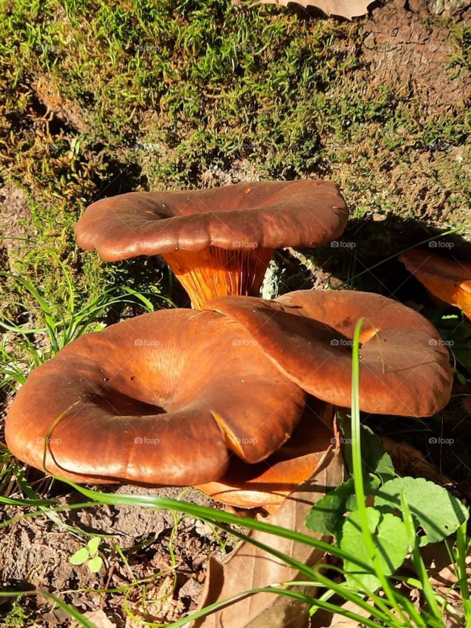 The brown roll rim mushroom, which can be seen in abundance in late summer and autumn, has several types of strong and deadly poisons