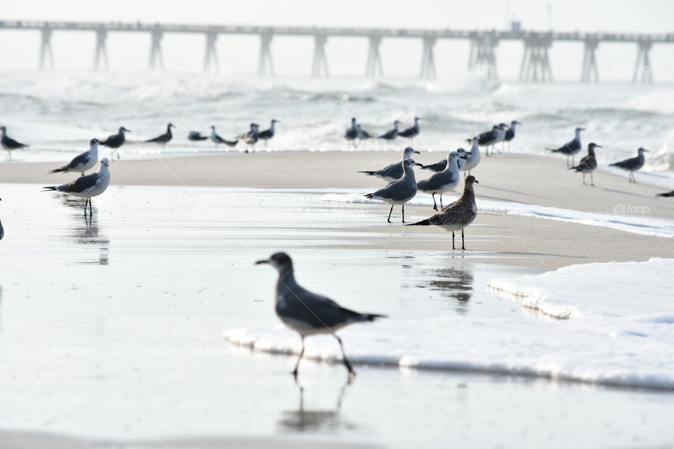 Beach buddies