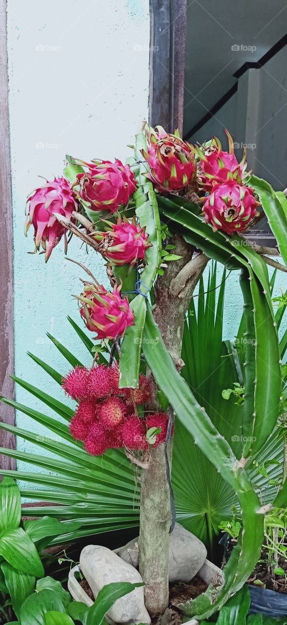 fruits from kalinga philippines