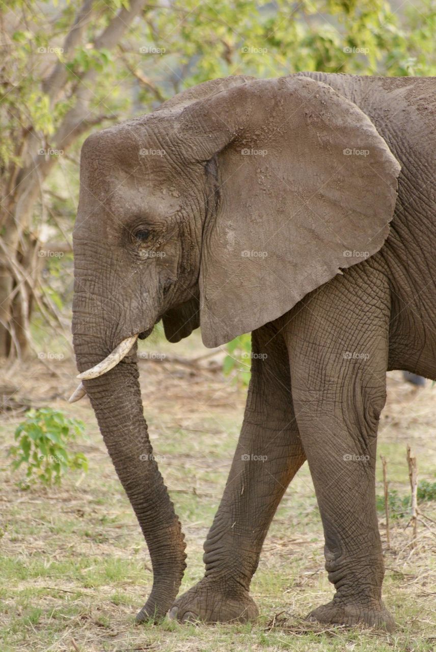 Another close up shot of a gentle giant 