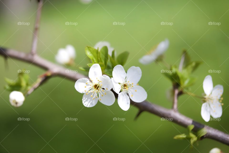 White plum flowers on branch