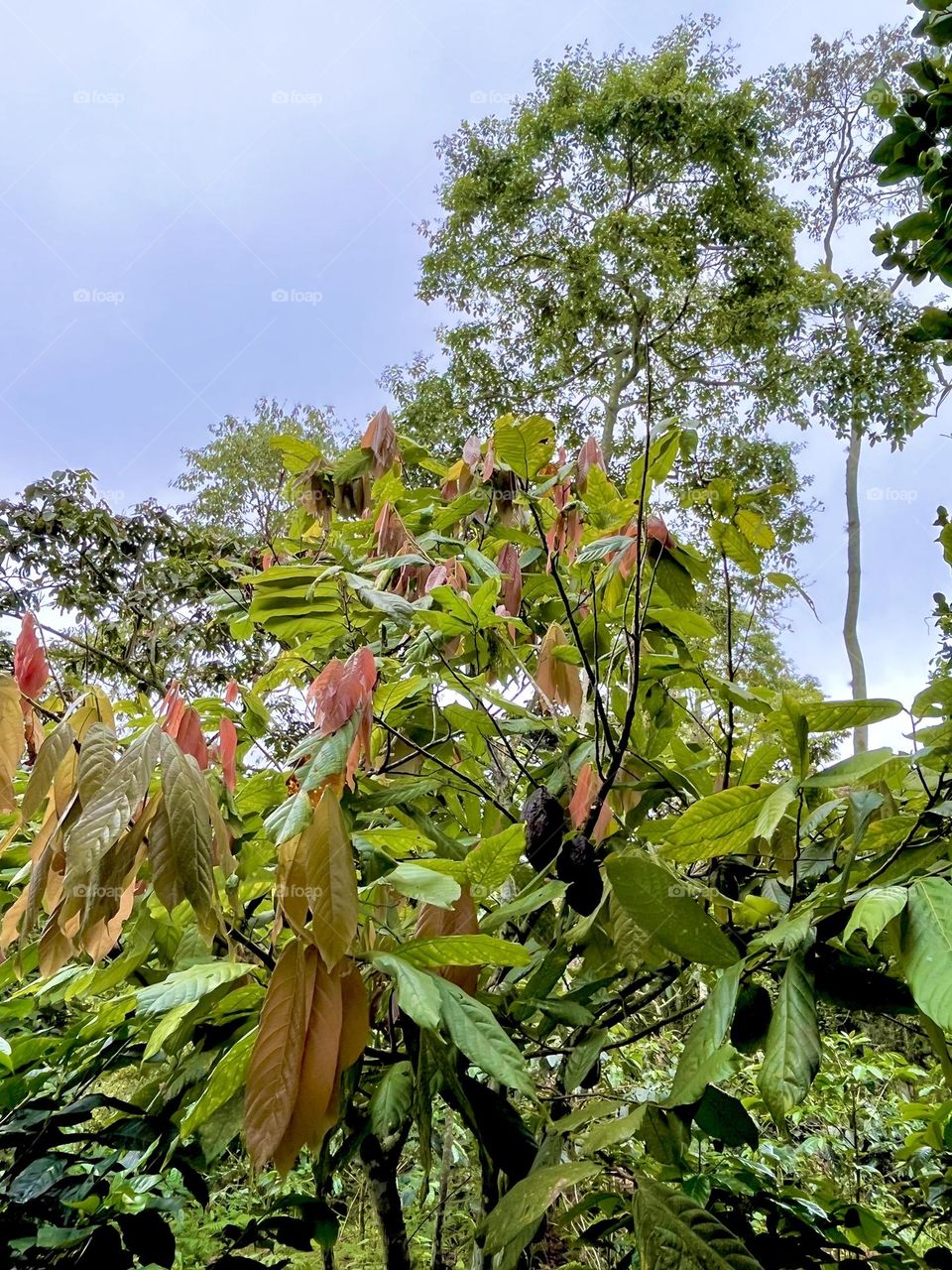 A cacao tree on the forest