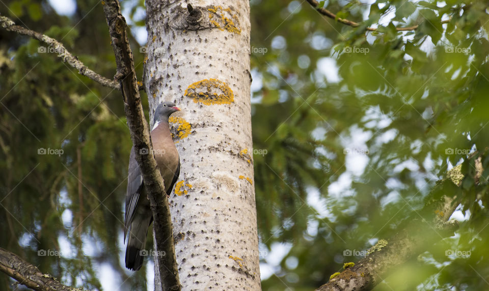 Wood pigeon sitting on a branch in the Finnish forest in the beginning of August 2016.