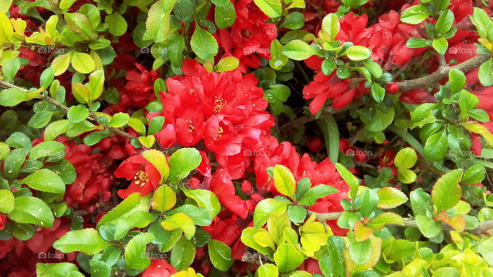 red flowers in the garden and beautiful green color