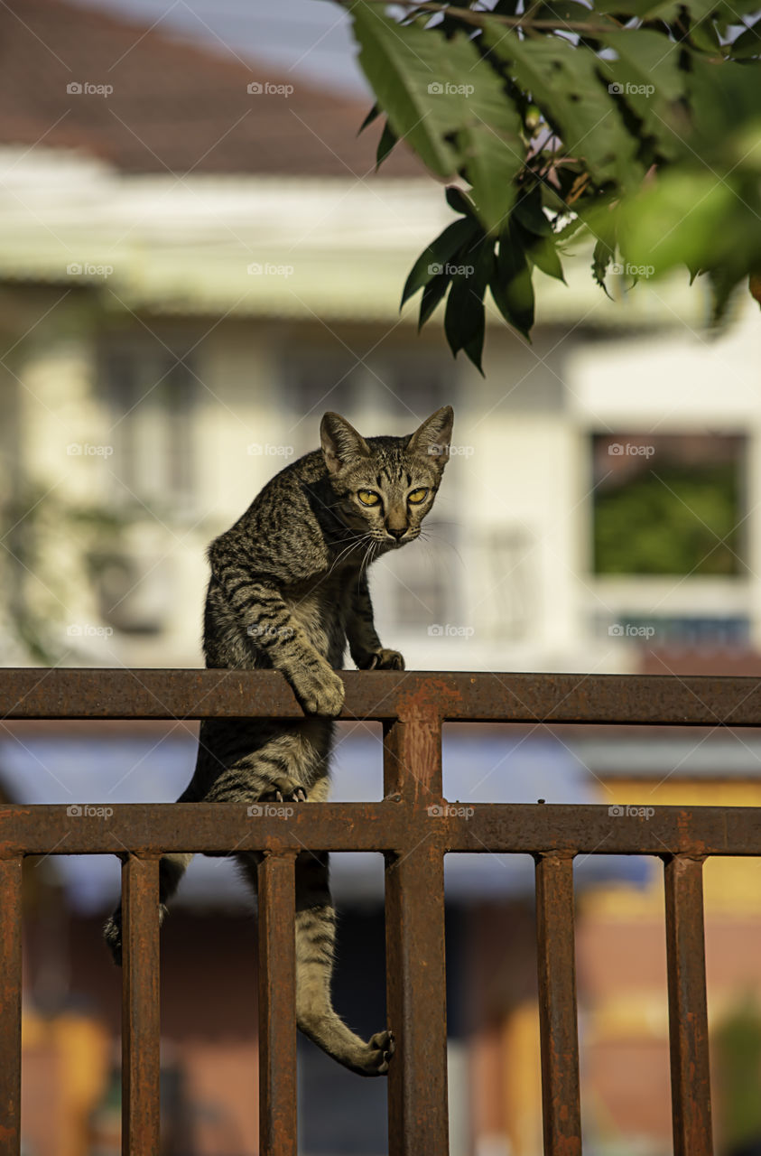 The brown cat is climbing the fence iron rust.