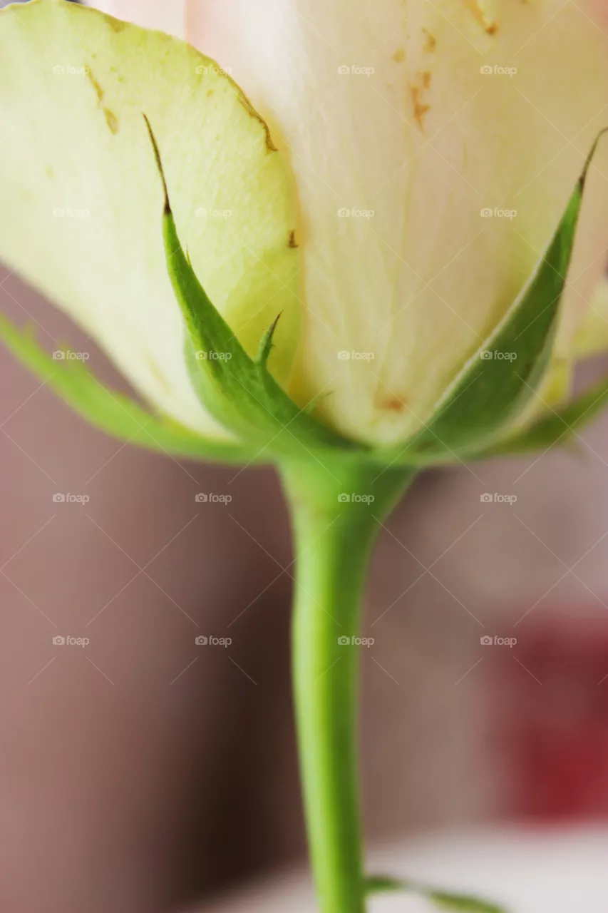 The Rose. Base.