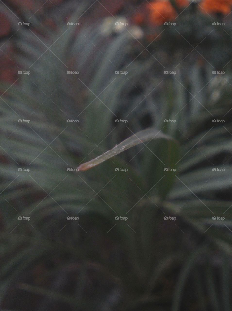 Unedited pic of macro focused narrow green leaf
