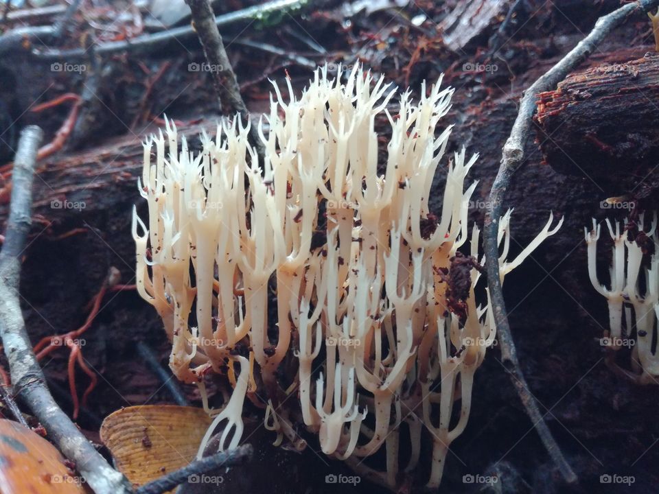 coral fungi