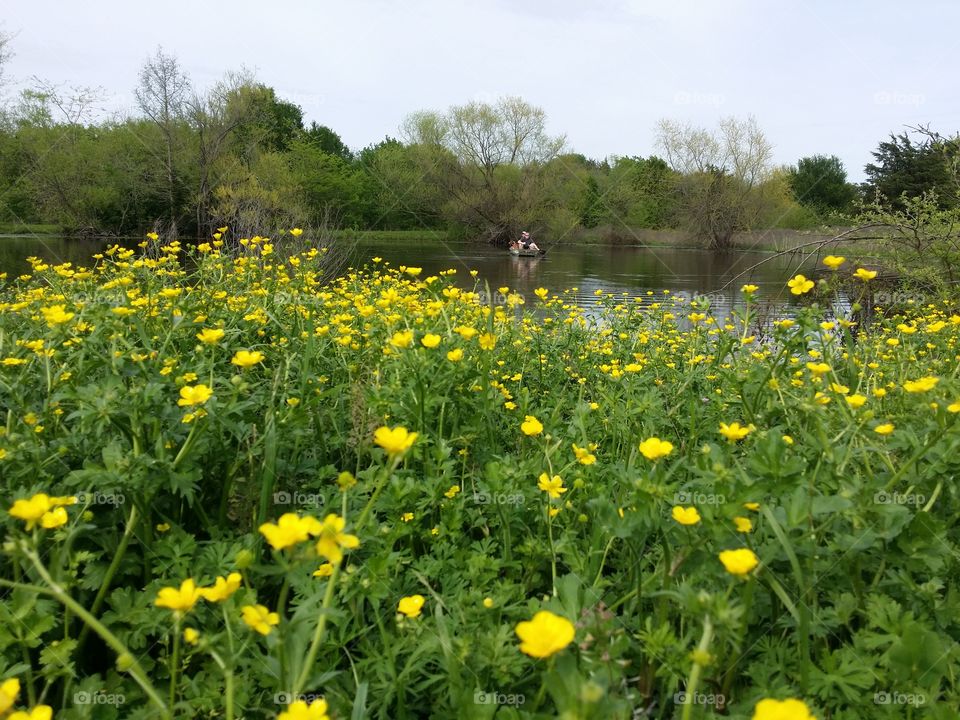 Yellow Wildflowers