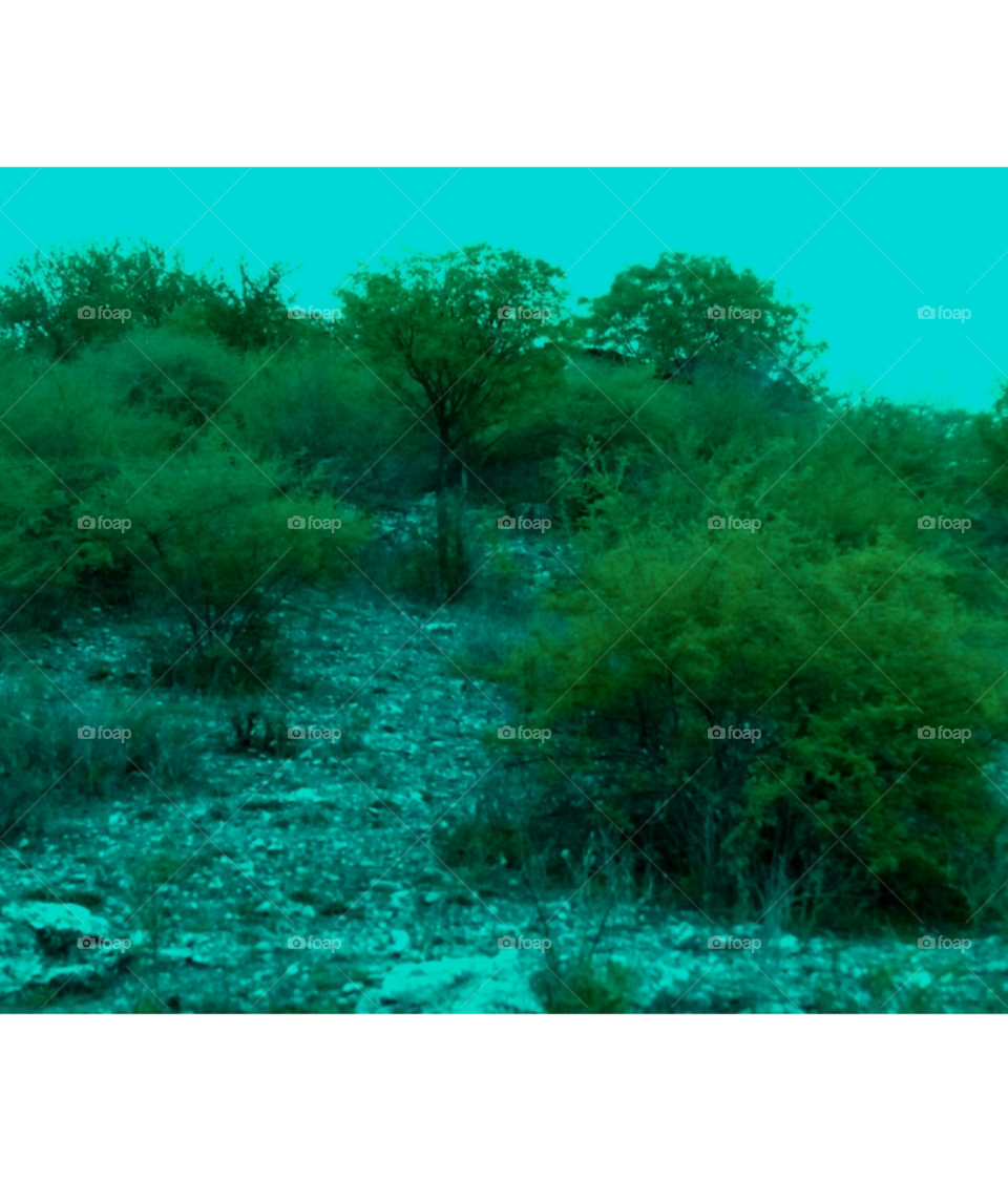 beautiful mountain plants image