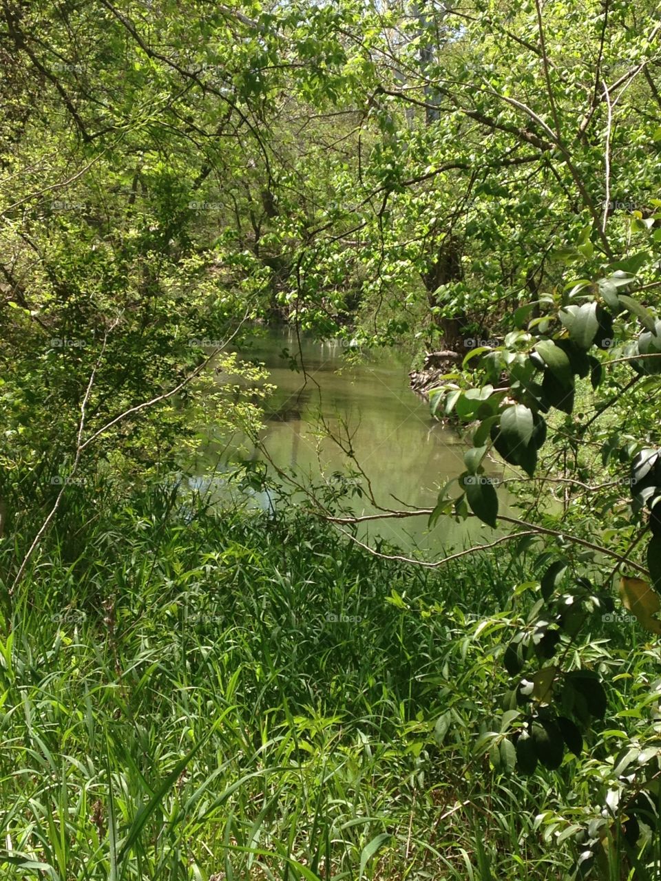 Park beauty. Creek near a walking trail.