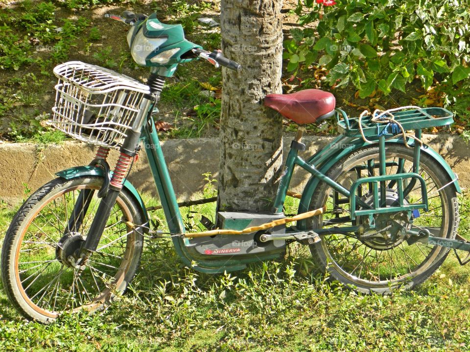 Cycling Week: Do you love your bicycle? A bicycle is safely secured to a palm tree awaiting its passenger