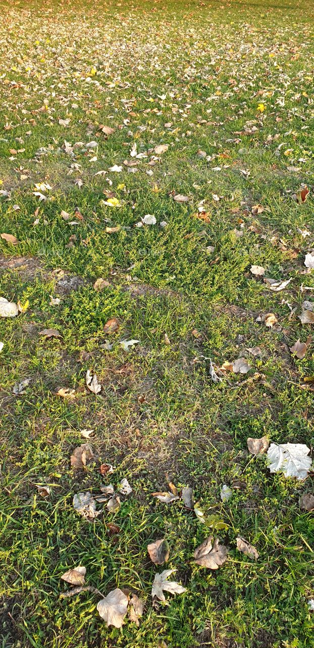 leaves on the ground