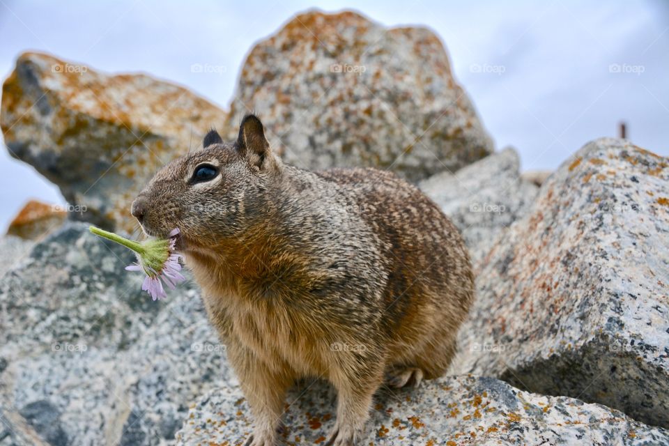 Flower power 🌸🌸🌸 Ground squirrel enjoying lunch at 17 mile drive in Monterey - California 