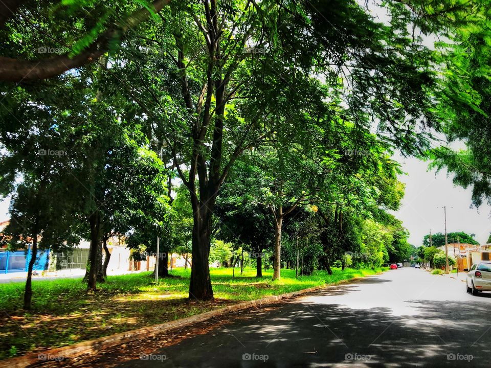 Living in a Tropical country is like this all year long. No fall / autumn to take the green out of the trees. No leaves falling. Green all around you, even in a street near downtown. A small square, with trees and grass in a really warm day.