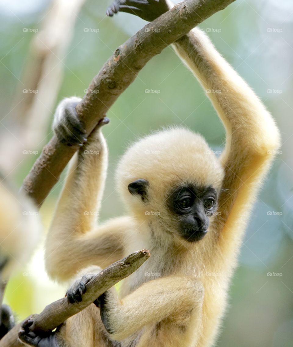Baby white gibbon playing