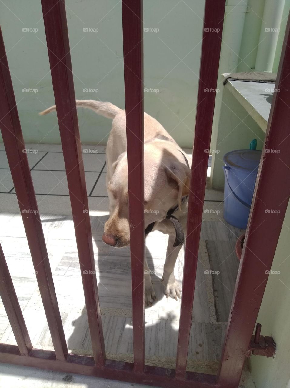 the pet dog in home looking outside the gate to be free, brown in colour looks very beautifull