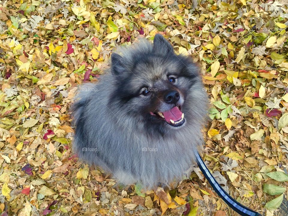 Autumn Hugo