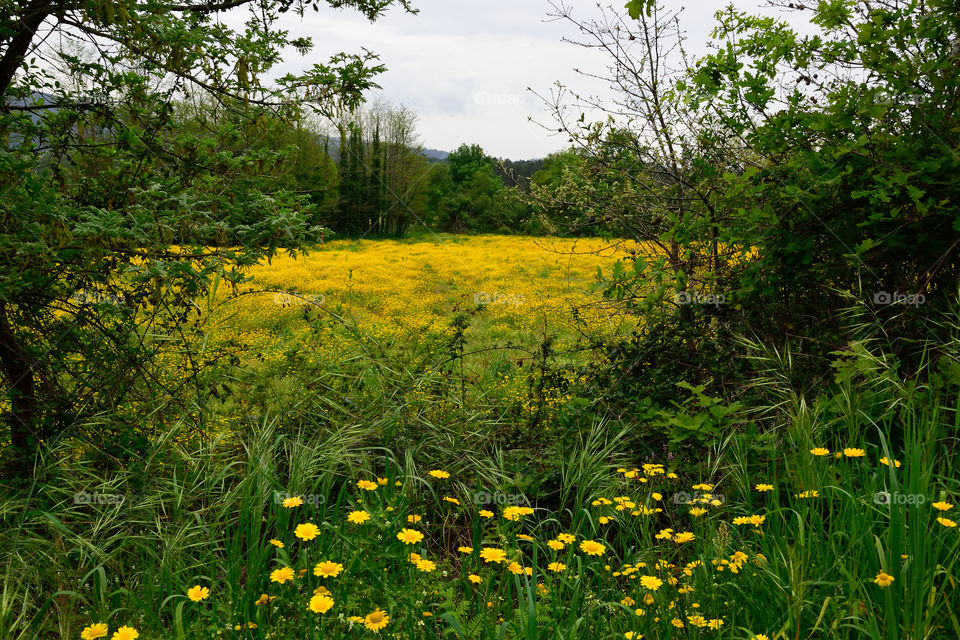 Spring field