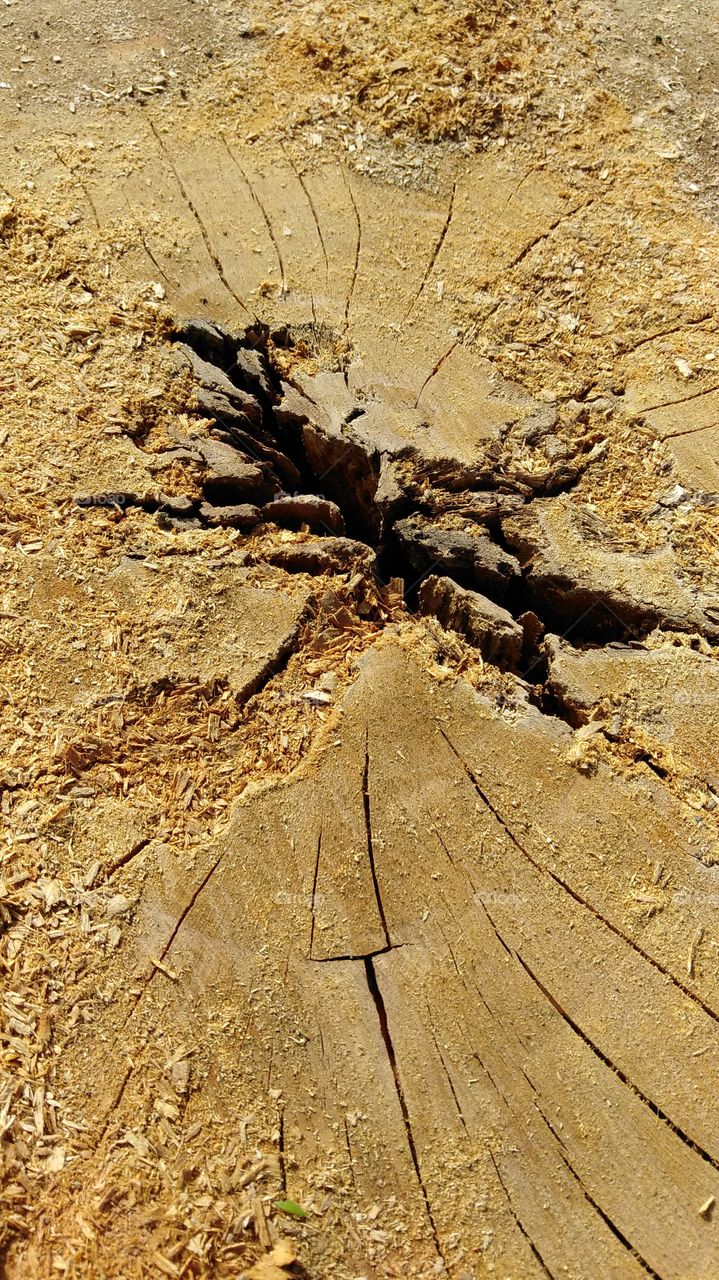 rotten Center of life