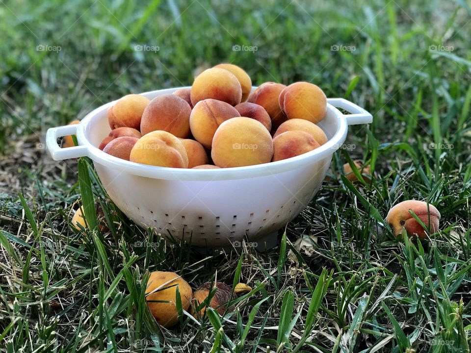 Organic peaches from our garden 