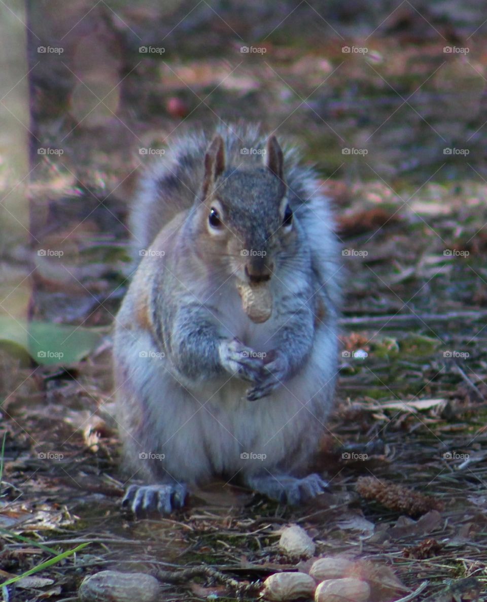 nutty squirrel