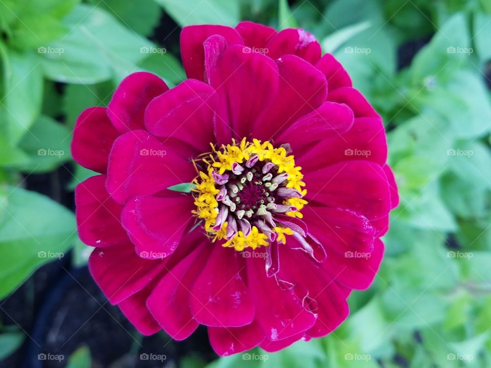 Crimson Zinnia