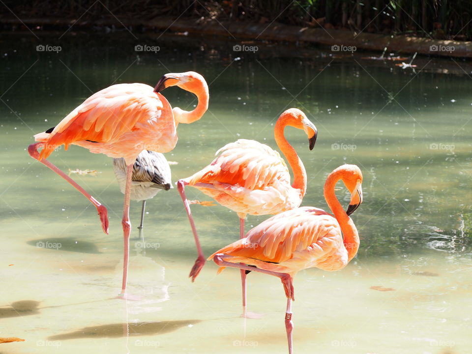 Flamingos standing in lake