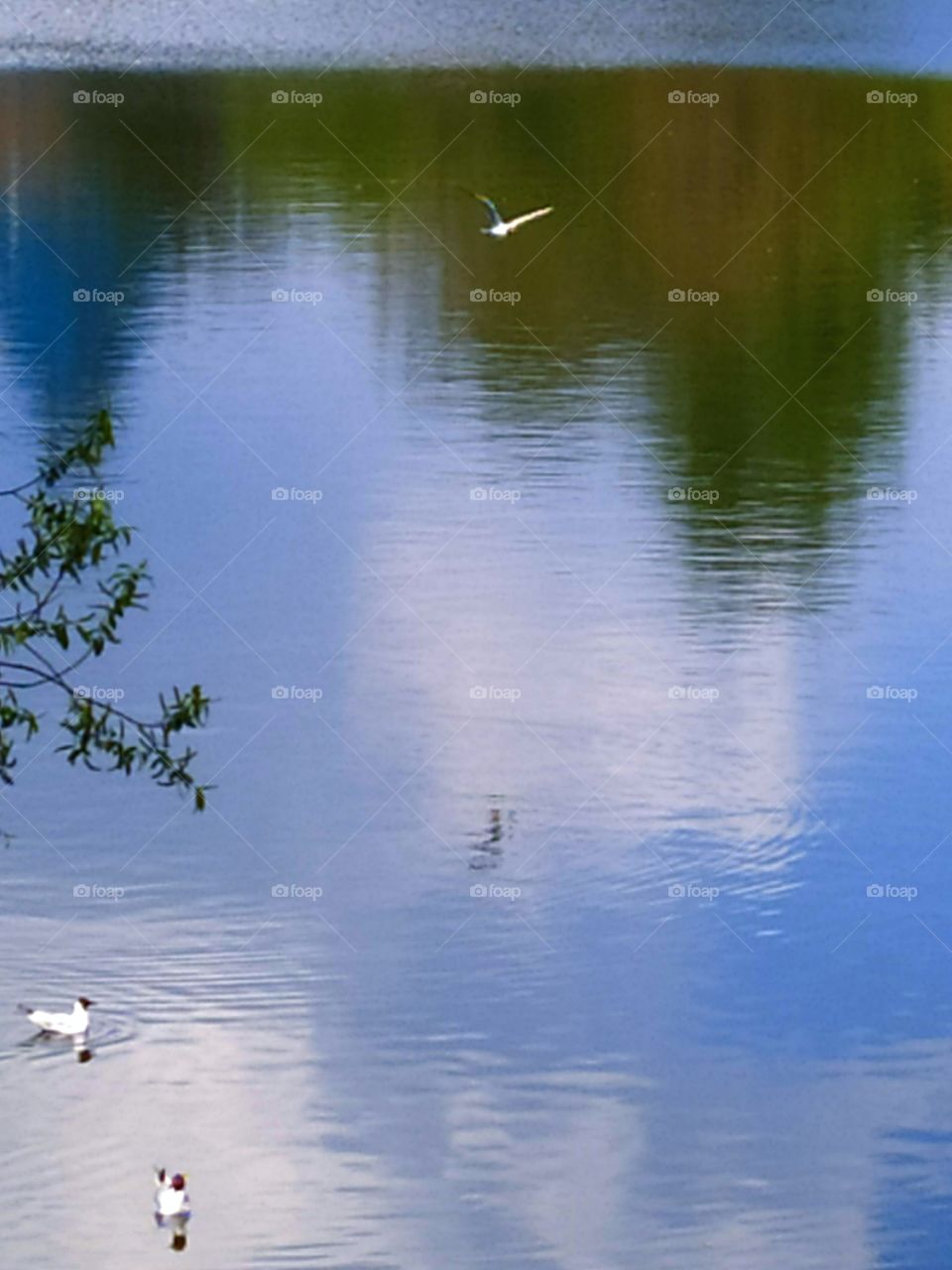 Morning on the river.  Seagulls are swimming in the water.  Water reflects blue skies, white clouds and green trees