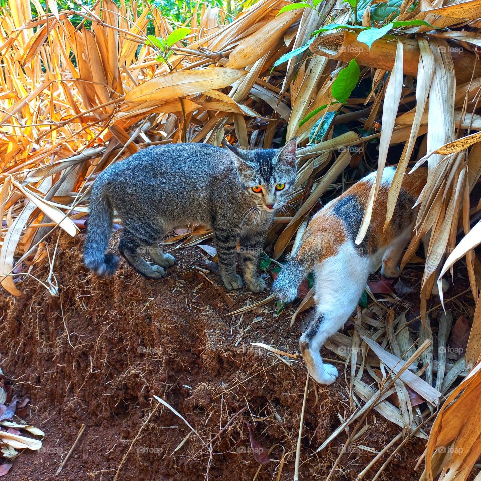 Two same eyes with different colors, beautiful to look at.