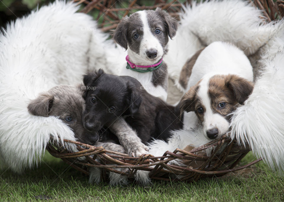 Beautiful cute puppy litter in a basket playing in a furry friends