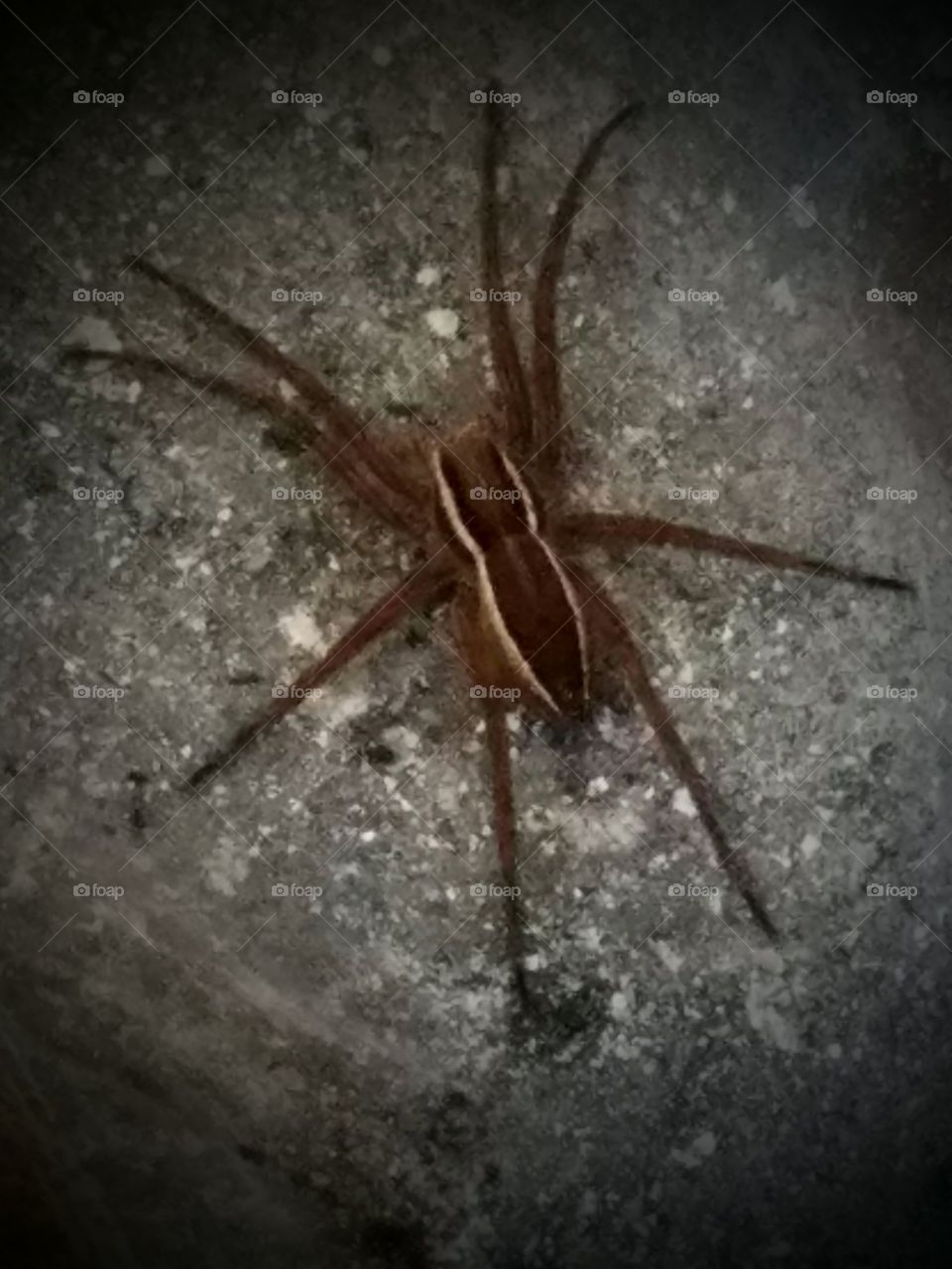 Spiders in Wisconsin