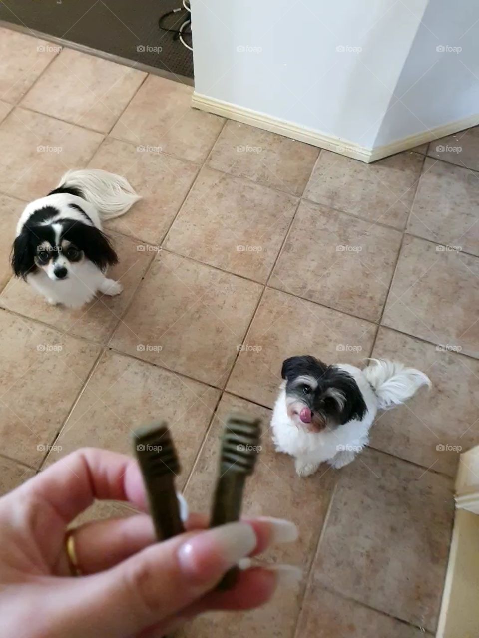 Dog treat training