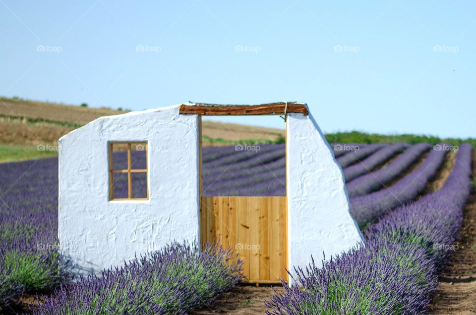 There is no House... But Purple Door Middle Lavender Field