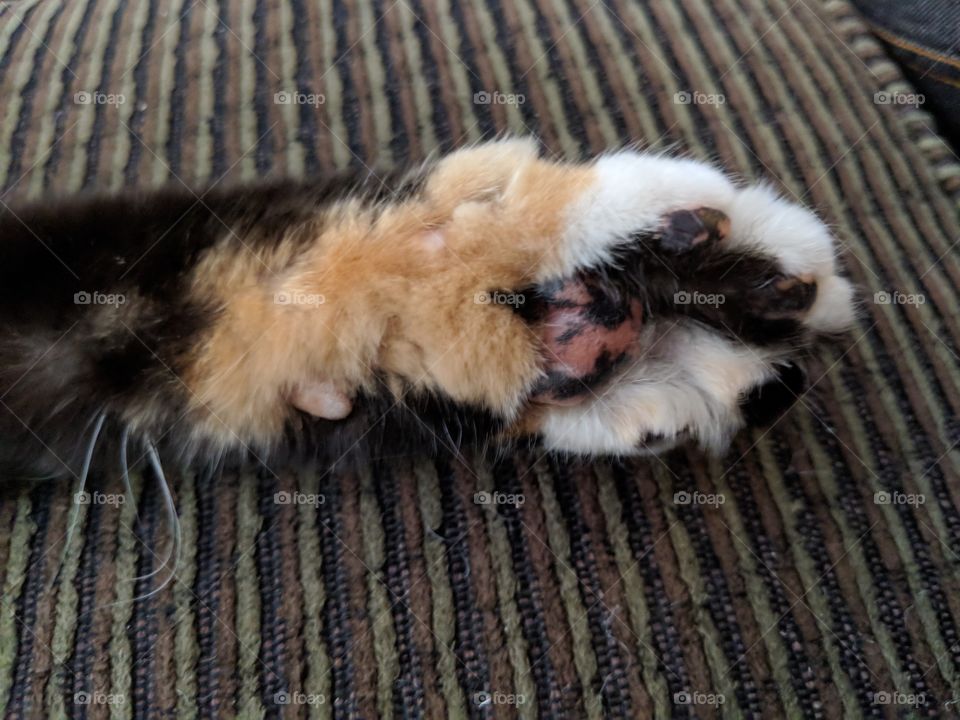 Cat Paw Pad