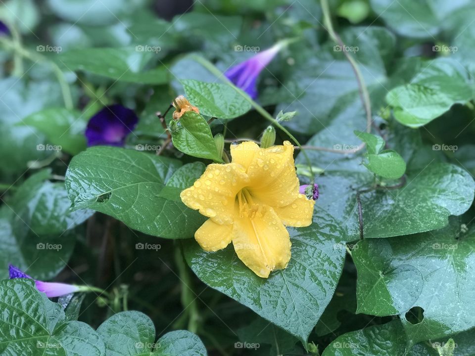 Lilioasphodelus Daylily with Common Morning-Glory in the rain