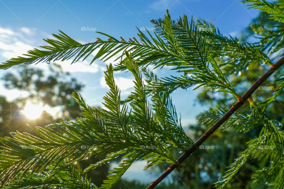 Pine tree, pine leaves closeup  photography